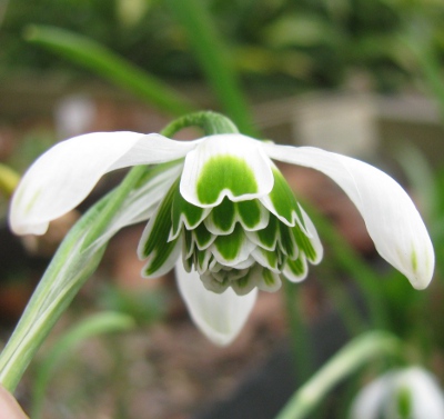 Galanthus 'Hippolyta'